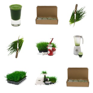 Wheatgrass icon sets preview