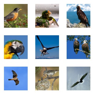 Birds Bases icon sets preview