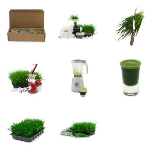 Wheatgrass icon sets preview