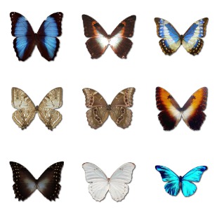 Morpho Butterfly icon sets preview