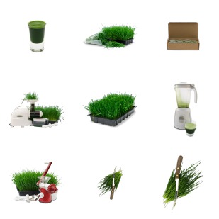 Wheatgrass icon sets preview