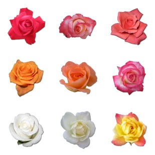 Rose icon sets preview